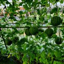 박인규농장 이미지