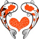 안성비단잉어 이미지