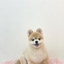 수진애견미용 이미지