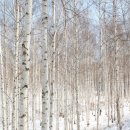 자작나무숲 이미지