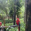 다이어트댄스(야간) | 칸쿤 셀하(Xel-Há) 사진 팔찌 함정… 결국 25만원 결제한 이유 D-6.7일