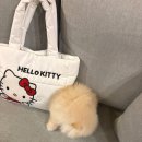 몽땅꾸이꾸이 이미지