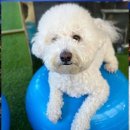 두두펫케어 이미지