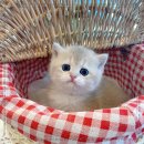 수원고양이전문분양 아임캣 (I'M CAT) | 먼치킨분양 청결하고 후기 많은곳 천안고양이분양 퍼스트캣 본점