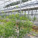 황제농원 이미지