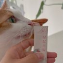 고양이 츄르영양제 간식영양제 수플담 삼삼스틱 후기!