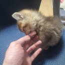 우리집첫째 이미지