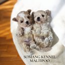 소망켄넬 이미지