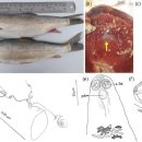 서남아시아의 잉어과 담수어(Schizocypris altidorsalis)의 아가미기생 단생류 Paradiplozoon jalalii 이미지