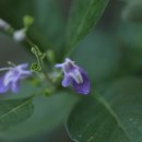 숨비기낭 이미지