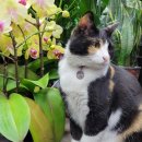 구성꽃백화점 | 🐱구성꽃백화점 후기🌼 고양이가 반겨주는 감성 꽃집💐