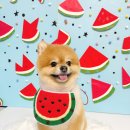 블링블링펫미용 이미지