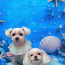 달콩이 | 🐶 달콩이 여름 미용하고 왔어요!