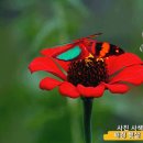 빨간 백일홍 꽃 (이세준 (유리상자) - 모든걸 줄게요) 이미지