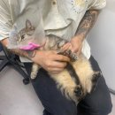 멍냥펫쌀롱 이미지