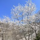용담면 벚꽃길 | 전북진안 국립운장산자연휴양림야영장 벚꽃캠핑