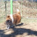 오늘도 신나개 이미지