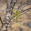 세계최초 발견 개복숭아 겨우살이 국내서 발견 이미지