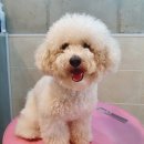몽쉘 그루밍 네이버블로그