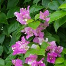 냉면권가(冷麵權家) 이미지