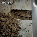 작은등샘 이미지