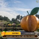 신풍리마을 Daum카페