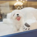 펫 탑 클래스 이미지