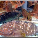 소문난횟집 이미지