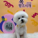 편안한댕 이미지