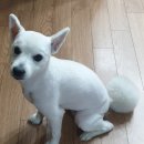 젤리펫살롱 이미지