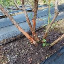 나무 껍질이벗겨져요. 도움 말씀 주세요. 이미지