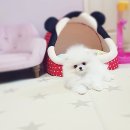 화이트 켄넬 이미지