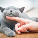 뉴욕애견 이미지