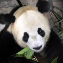 팬더호텔 이미지