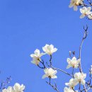 1169 | 사랑 명상 1169