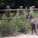 산양2호 이미지