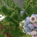블루베리 이미지