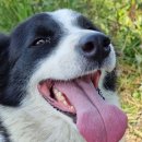 은행농장(염소) 이미지