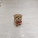 커믈리헤어