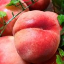 복숭아 펜션 이미지