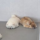 무민네 애견돌봄호텔 | 송도애견호텔 추천, 여름휴가 조기마감된 이유 후기포함