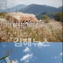 갈대집 Daum카페