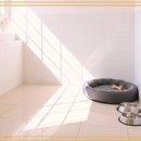 강아지 보호센터 이미지