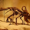 프로토케라톱스 이미지