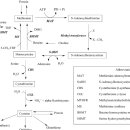 Re:The Sulfur-Containing Amino Acids: An Overview(메티오닌, 시스테인, 호모시스테인, 타우린) 이미지