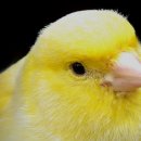 카나리아 이미지