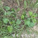 영부농장 이미지