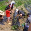 신당농장 이미지