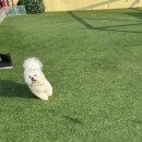 신난댕 애견유치원 이미지