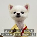 댕스미스 애견미용 이미지